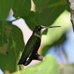 Humming bird