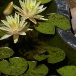 Lily Pad Frog